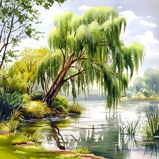 Deko Bild Trauerweide See