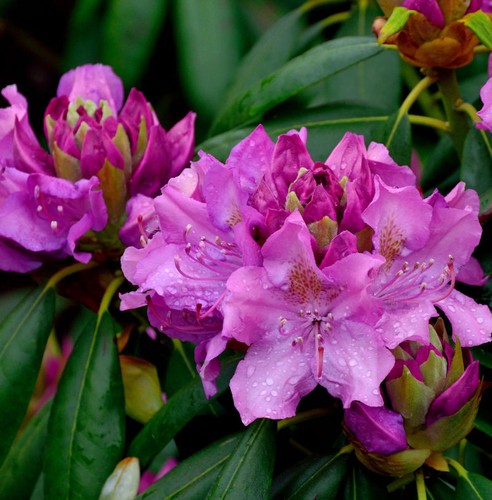 Großblumige rhododendron - großblumige,