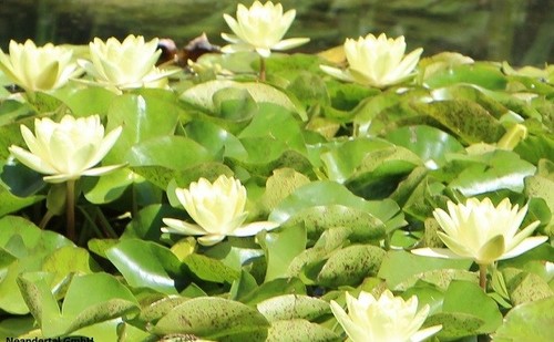Seerose gelb winterhart