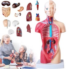 Menschliches torso anatomie - menschliches,