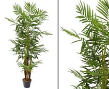 Areca Palme mehrstämmig