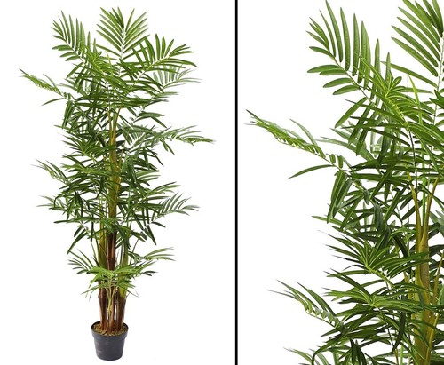 Areca palme mehrstämmig - palme,