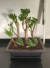 Bonsaiwald Crassula Ovata Gollum  | Yose-ue |  Geldbaum/Löffelbaum