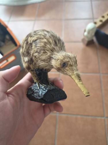 Kiwi vogel attrappe - vogel,