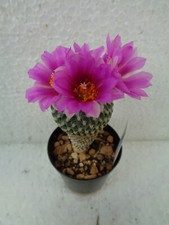 Encephalocarpus strobiliformis