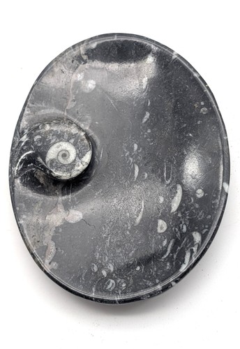 Sm0172 orthoceras - sm0172,