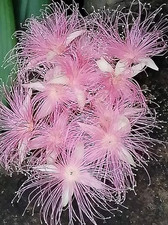 Sale292 Dianthus Spooky Spider Nelken 15 Samen Blumensamen