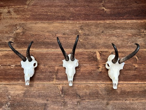Gams trophäen 3er pack - trophäen,
