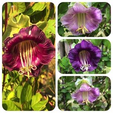 Glockenrebe Cobaea scandens Rankpflanze Kletterpflanze Blüten mit Vanilleduft