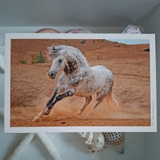 Pferdepostkarte AK Pferd Korsch Araber-Berber 03/2010