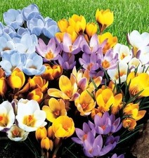 Großes Set Krokus Krokusse Mix Blumenzwiebeln Zwiebeln Blütenfarben 50 100 500