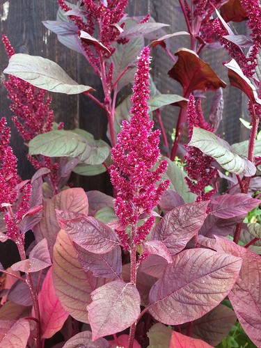 Roter meier amaranthus - roter,