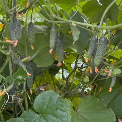 Gurkensamen mirabelle samen - mirabelle, f1