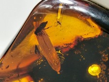 GROSSES Bernsteininsekt