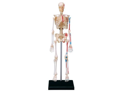 Anatomie skelett - anatomie,