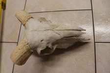 Schaf schafhörner widder - schaf,
