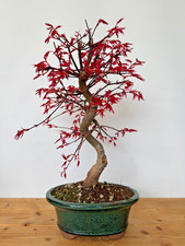 Bonsai Acer Palmatum Deshojo