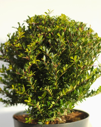 Japanische stechpalme ilex - stechpalme,