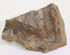 Pflanze, Drepanophycus spinaeformis, Devon, Münchshecke,Siegtal,Deutschland-m253