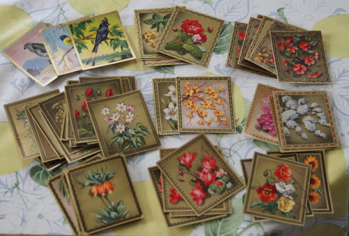 Sammelbilder natur blumen - sammelbilder,