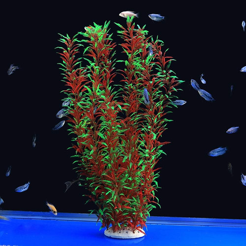 Große aquariumpflanzen aus - große,