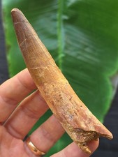 10,1 cm schmaler Zahn des Spinosaurus - Dinosaurier Fossil Zahn
