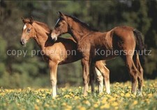 72544317 Pferde Holsteiner  Tiere