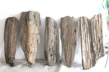 Schwemmholz Treibholz 5