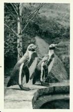 Ansichtskarte Pinguine Versandhaus Nordland Osnabrück  (Nr.9266)