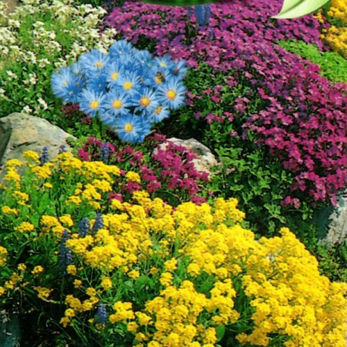Steingarten stauden blumen mix - blumen,