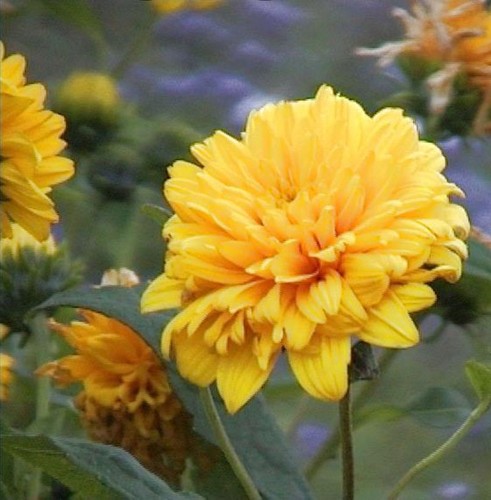 Sonnenblume soleil dor - sonnenblume,