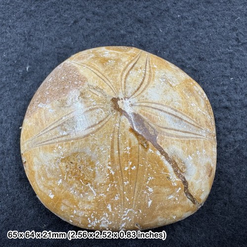 Pygur seeigel echinoid fossil - seeigel,