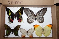 Echte Schmetterlinge 6 tropische Falter Asien,Afrika, Südam.    #251595