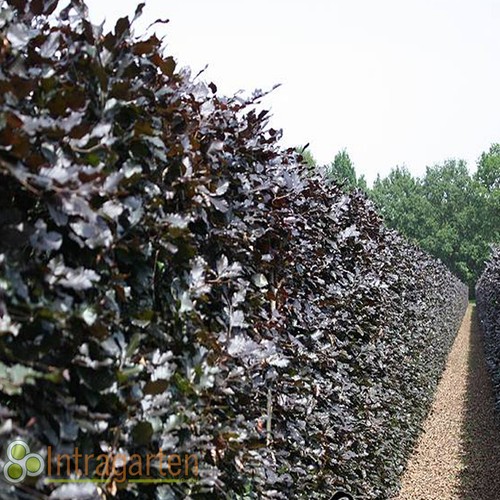 Blutbuche fagus sylvatica - blutbuche,