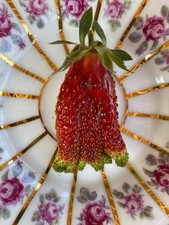 3 Erdbeeren Pflanzen seltene