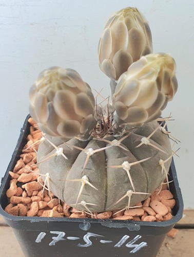Gymnocalycium stellatum auf - stellatum,,