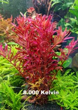 10 Stängel Rotala
