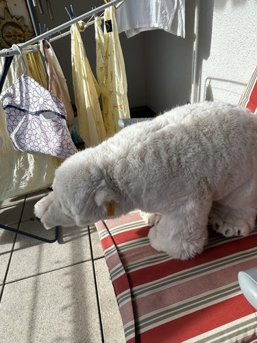 Steiff eisbär groß - 53, cm
