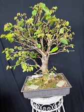 Winterlinde Linde Bon-Sai