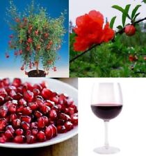 Granatapfel Baum exotische