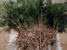 100 Pflanzen / Weißtanne 10–15 cm / heimische Tanne  (Abies alba)   /!!!