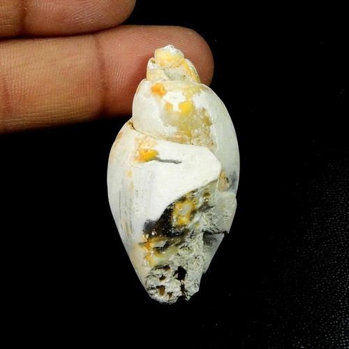 Natürliche schnecke fossil - schnecke,