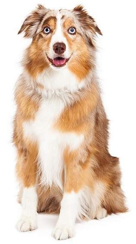 Aufkleber australian shepherd - aufkleber,