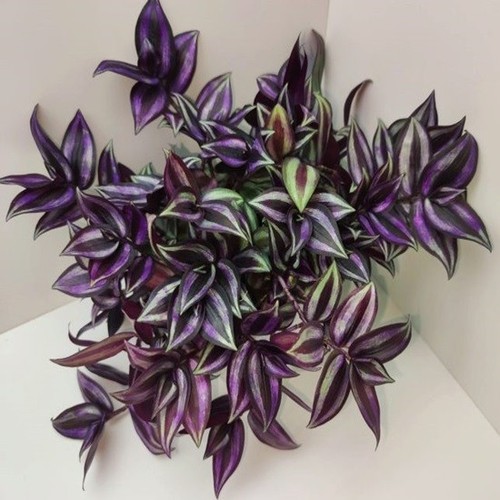 Tradescantia violet - 3,