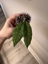Finlaysonii Big Leaf Hoya