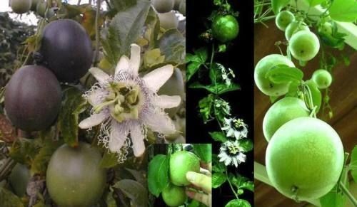 Purpurgranadila stecklinge - purpurgranadila,