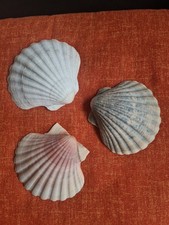 Jakobsmuscheln als 3er Set