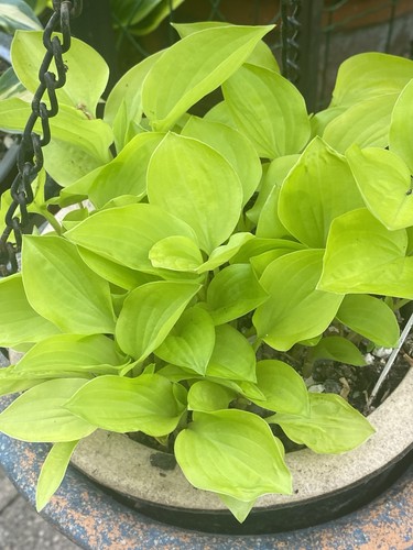 Hosta ogon koba 1 - ogon,