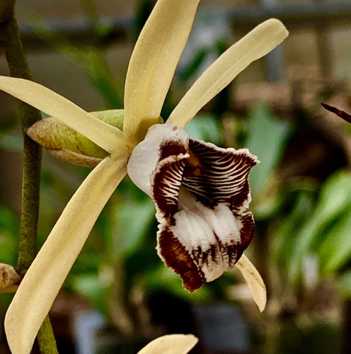Coelogyne species dayanum - species,