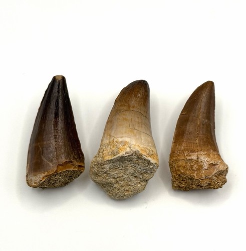 Echte große mosasaurus - echte,